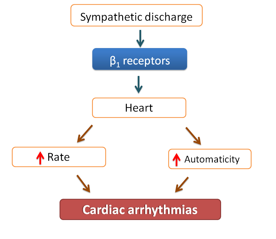 role of sympathetic system in arrhythmias