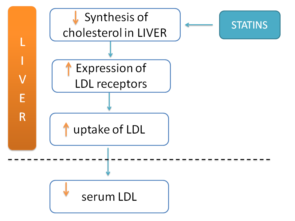 Inhibition of cholesterol biosynthesis by statins leads to uptake of LDL from serum into liver