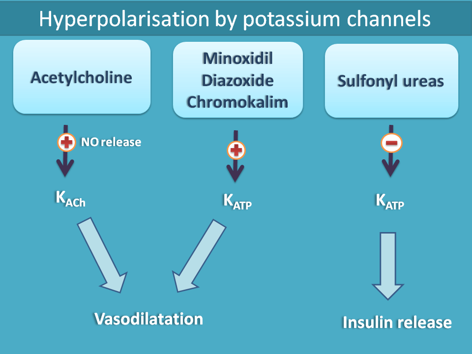 hyperpolarisation by potassium channels