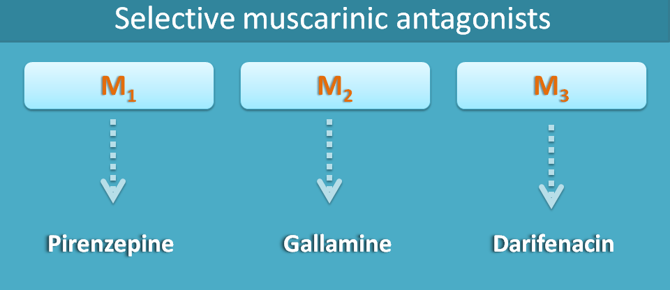 selective muscarinic antagonists