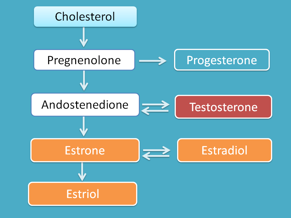 Steroid synthesis from cholesterol