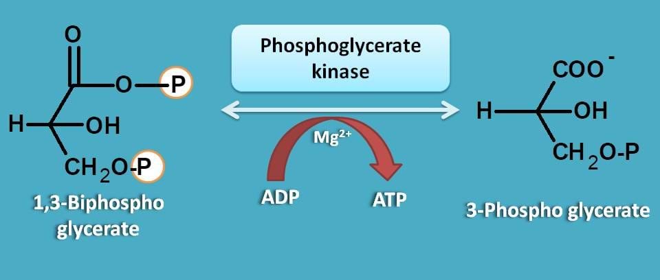 formation of 3-phosphoglycerate