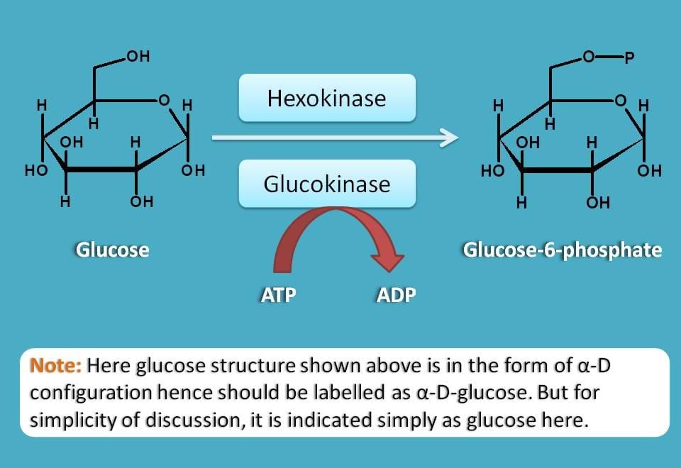 conversion of glucose to G-6-P