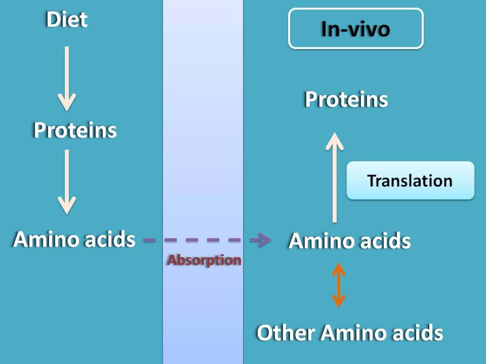 Proteins from diet are converted into amino acids and then absorbed