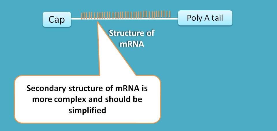 complex secondary structure of mRNA