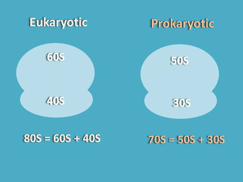 Ribosome in prokaryotes and eukaryotes