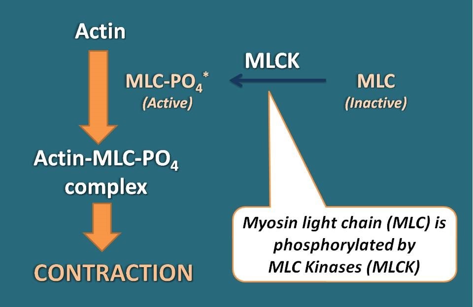 Role of MLCK in contraction of smooth muscle