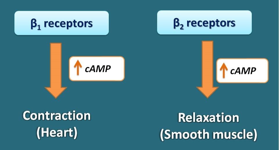 cAMP associated with beta 1 and 2 receptors