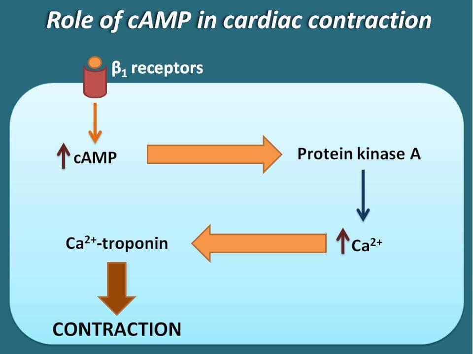 Contraction of heart by cAMP