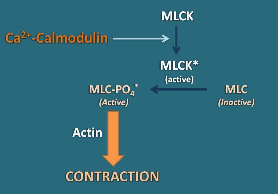Effect of calcium on contraction