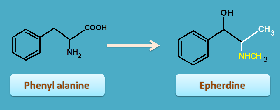 conversion of phenylalanine to ephedrine