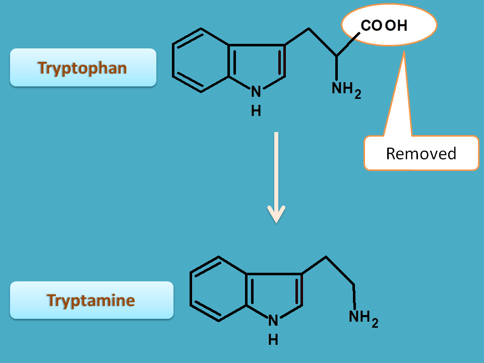 conversion of tryptophan to trypatmine
