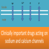 Clinically important drugs acting on sodium and calcium channels