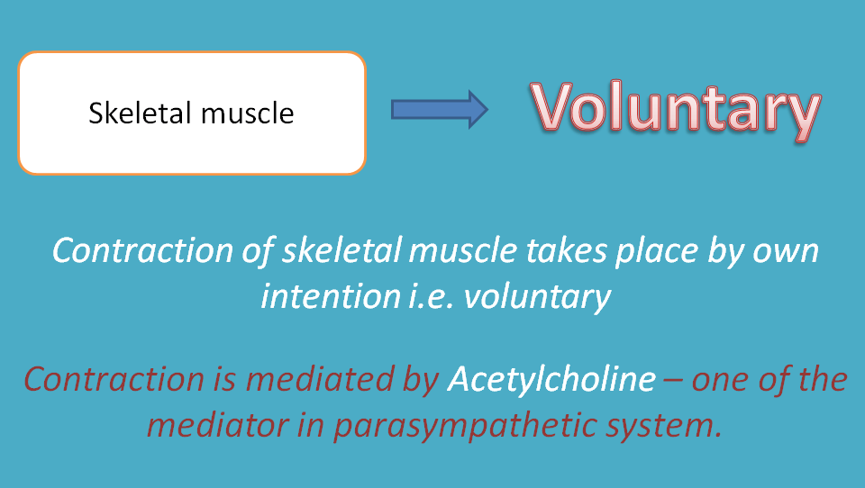 skeletal muscle is voluntary system
