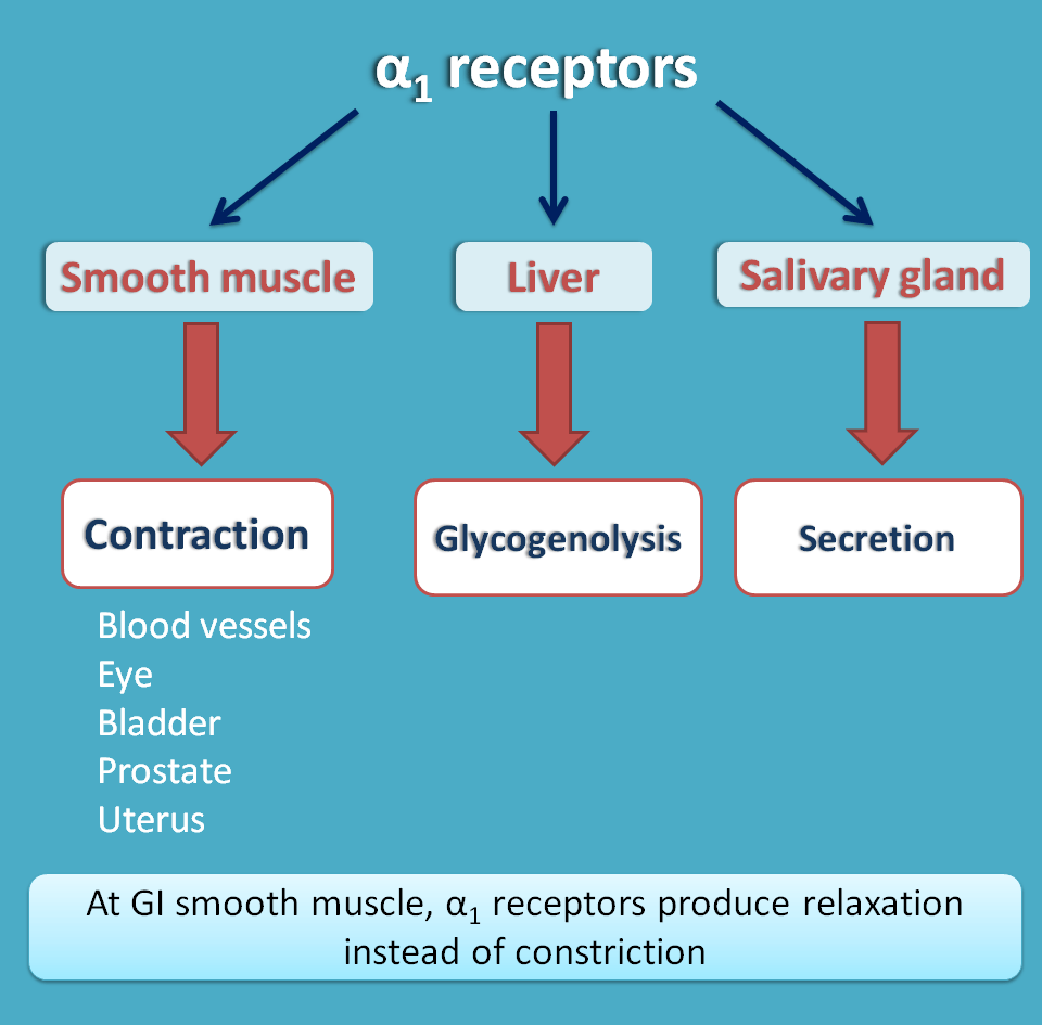 Alpha adrenergic receptors