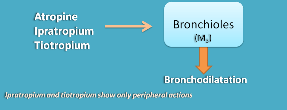 action of anticholinergics on bronchioles