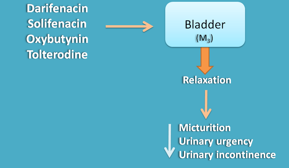action of anticholinergics on bladder