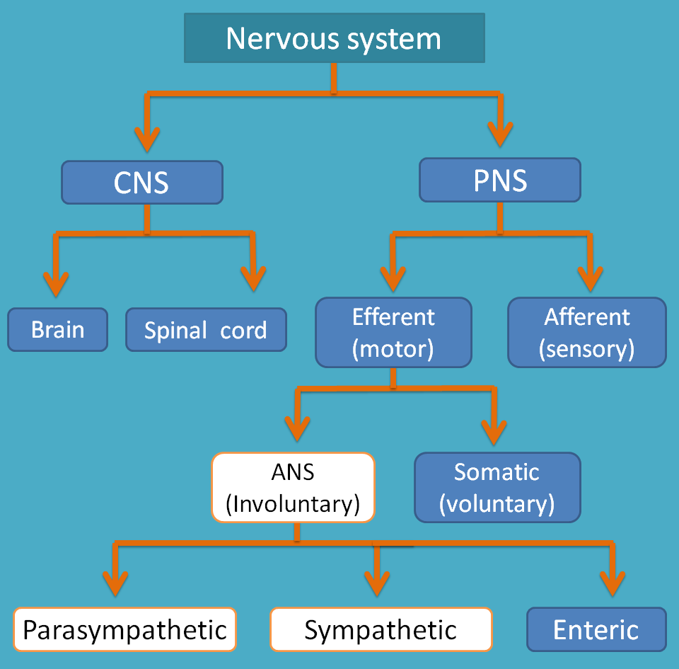 Classification Of Nervous System