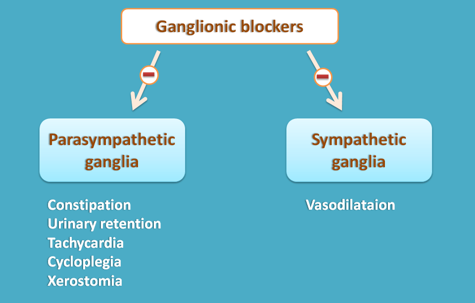actions of ganglionic blockers