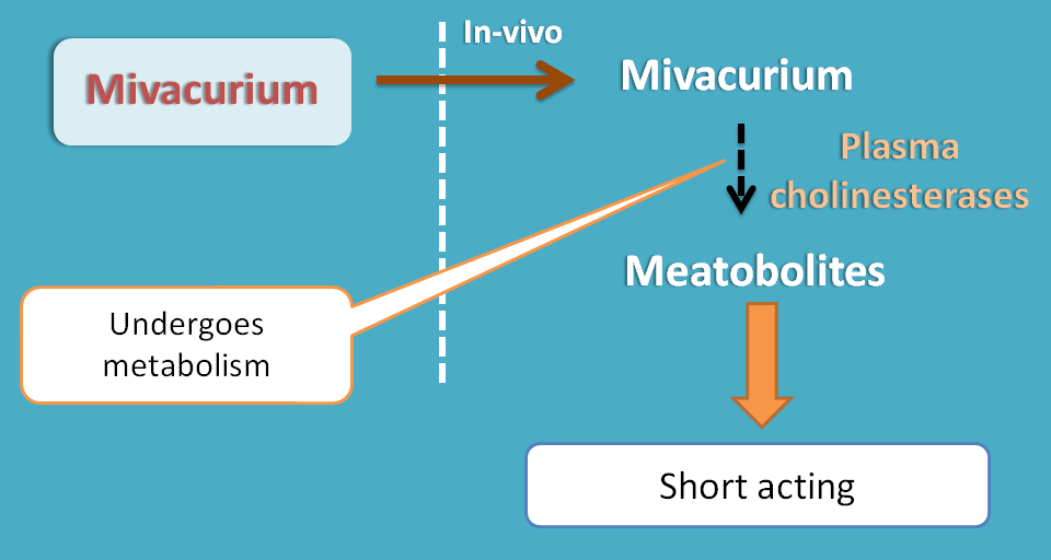 metabolism of mivacurium