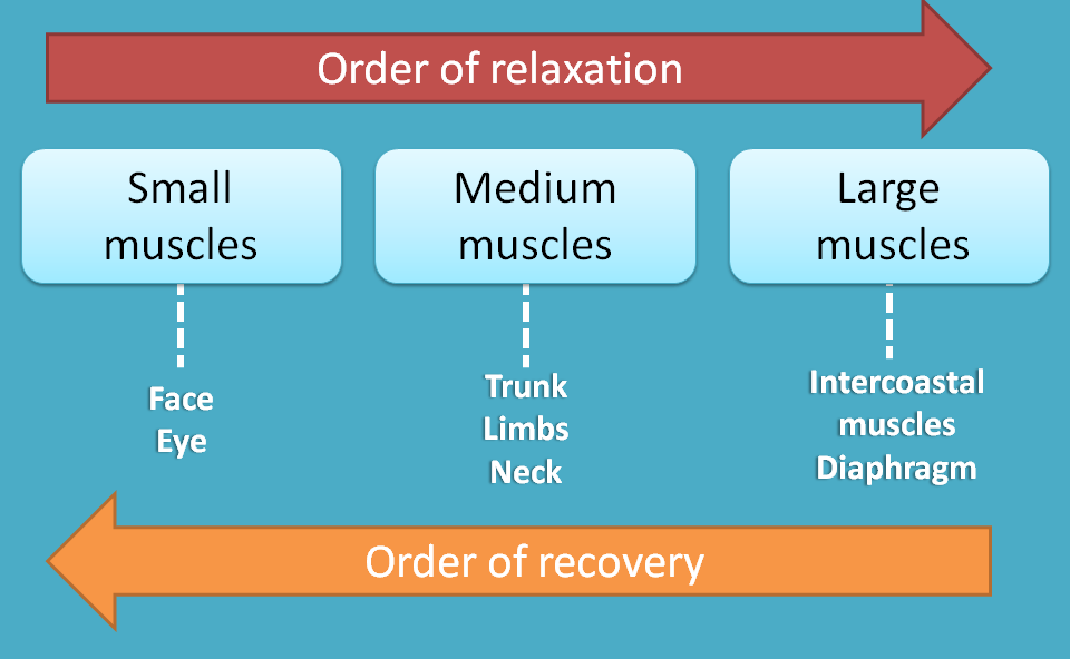 order of recovery of neuromuscular block