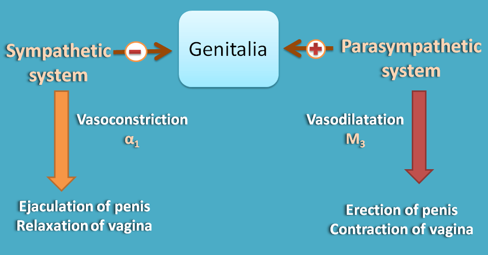 Opposite action of ANS divisions at genitalia