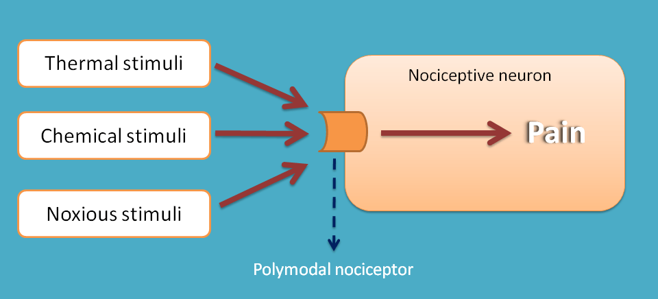 polymodal nociceptors