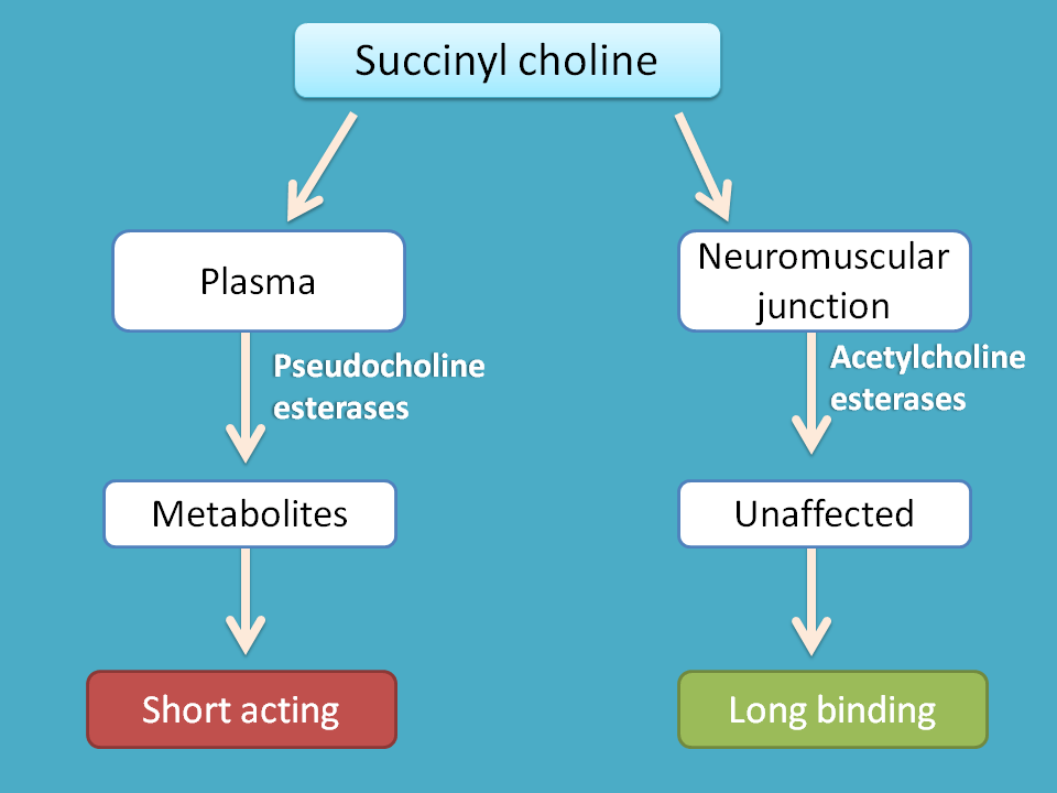 succinylcholine is short acting agent