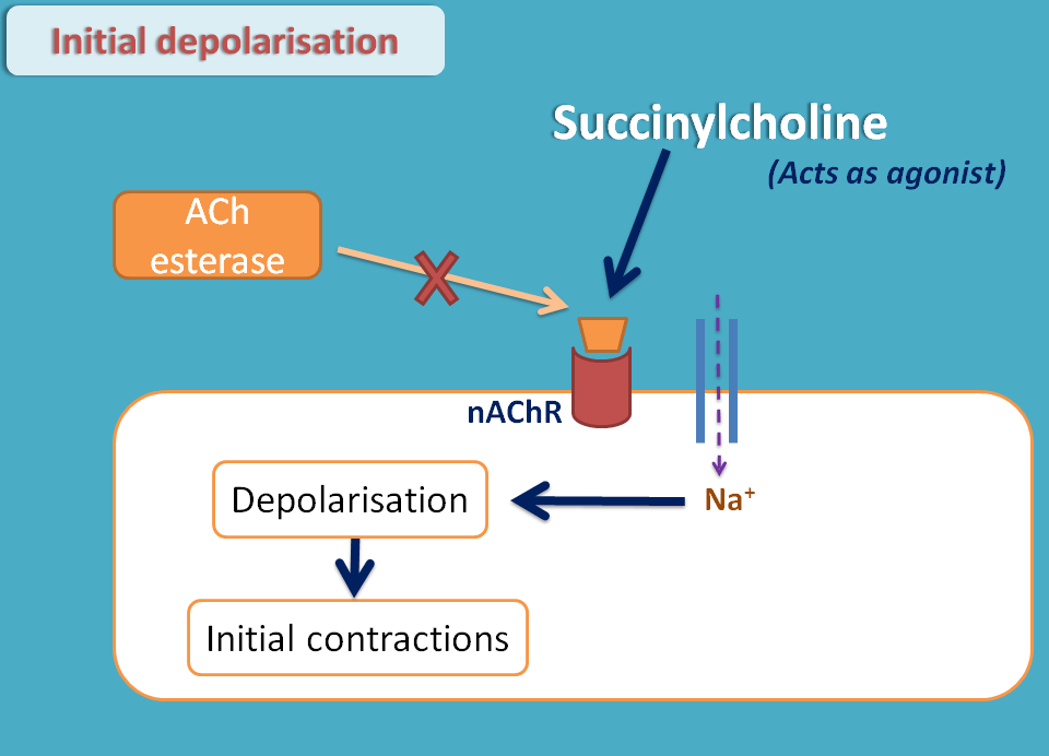 contraction phase by succinylcholine