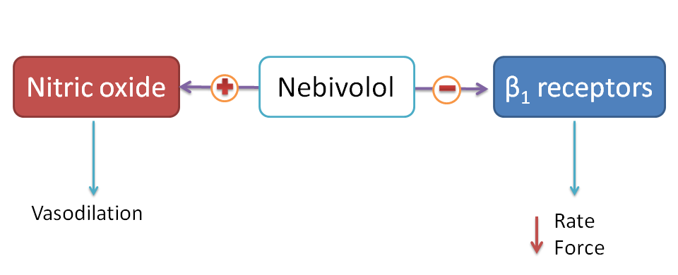Dual action of nebivolol both on heart and vasodilatation on vascular smooth muscle