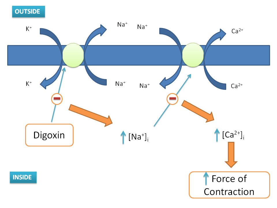 Mechanism of action of digoxin