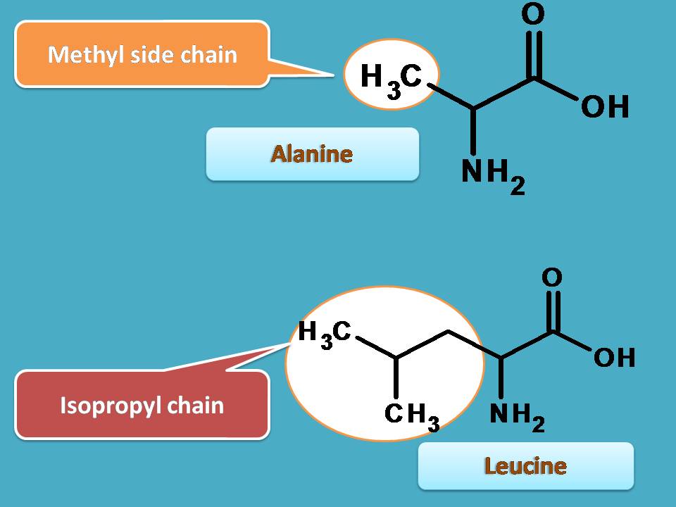 alanine vs leucine