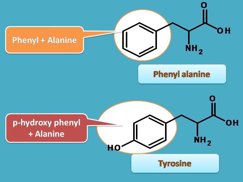 phenyl + alanine