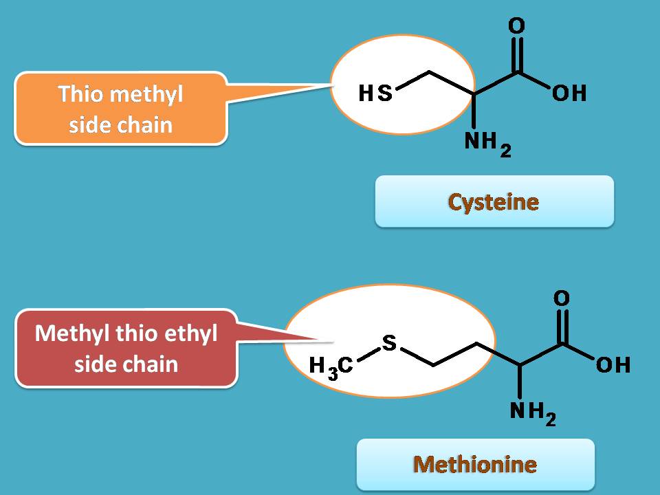 list of amino acids with thiol side chain