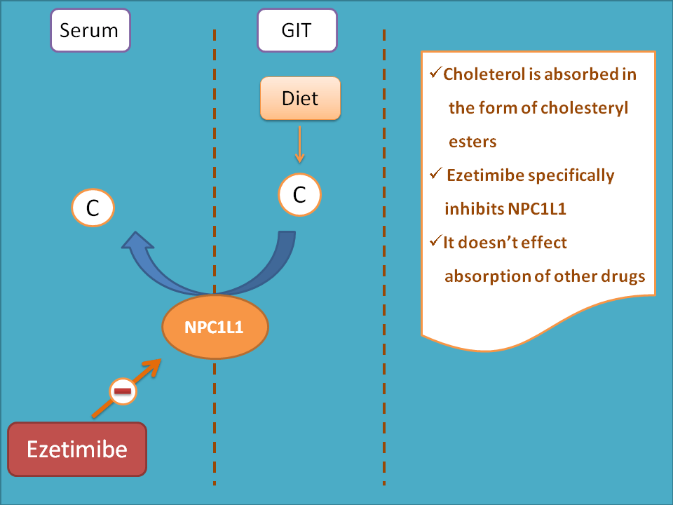 Inhibition of cholesterol absorption by ezetimibe