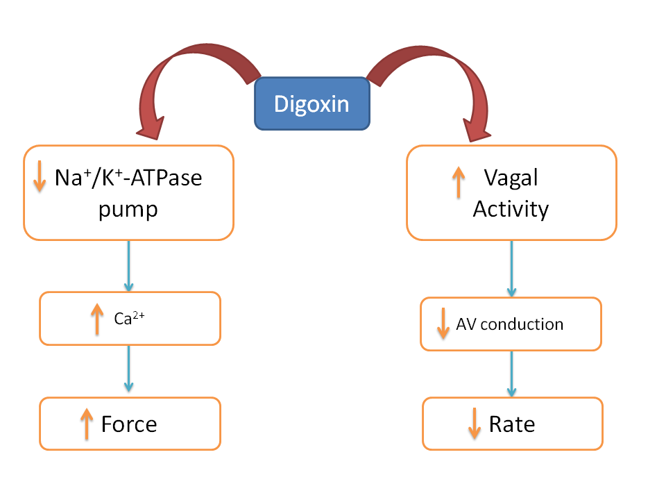 Digoxin increases force yet decreases rate of contraction of heart due to vagal activity
