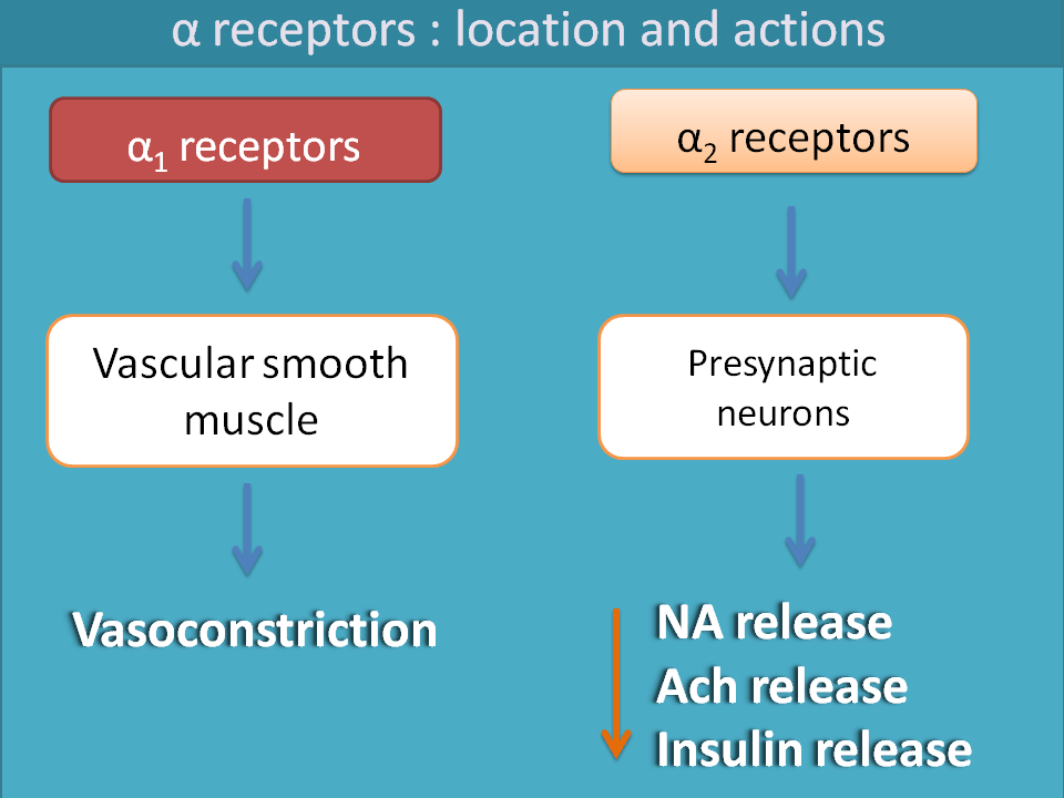 location and action of alpha receptors