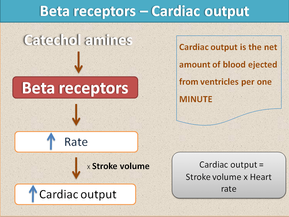 Increase in cardiac output by beta receptors