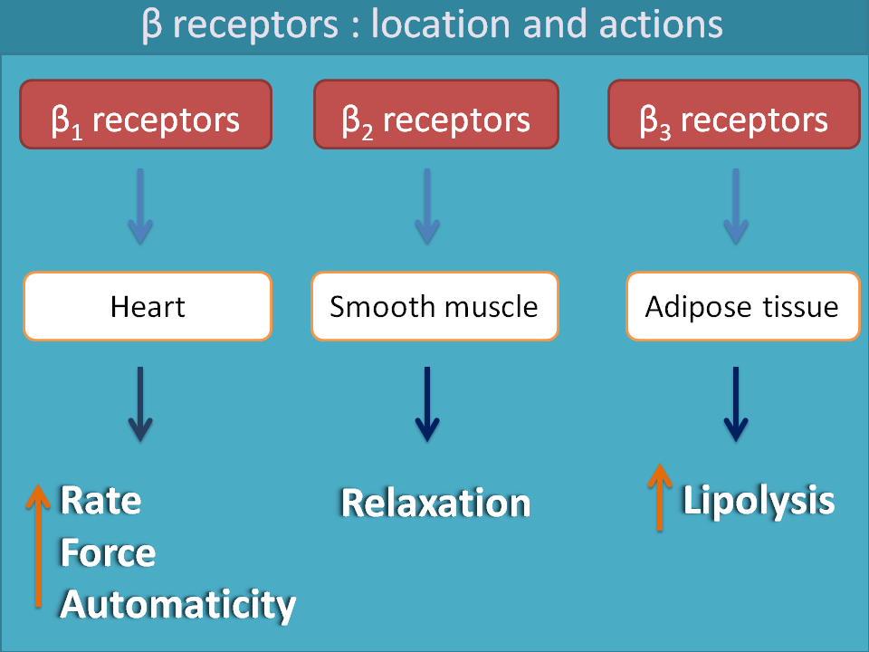 location and action of beta receptors