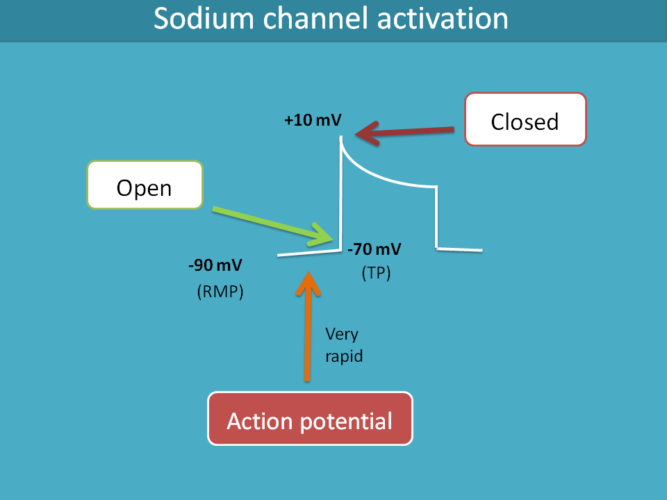 sodium channels in phase 0 of action potential