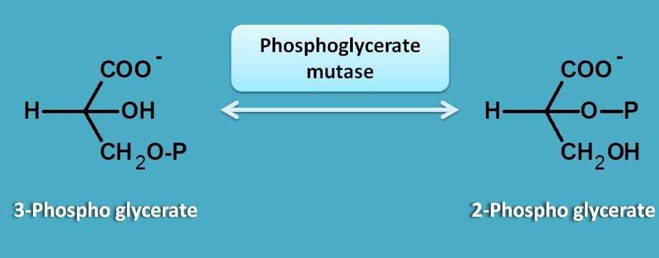 formation of 2-phosphoglycerate
