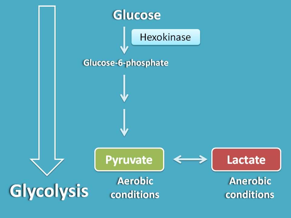 overview of glycolysis