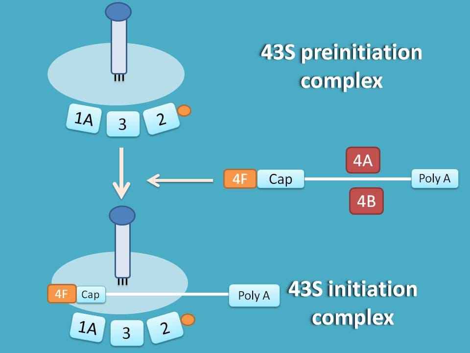 formation of 43S initiation complex