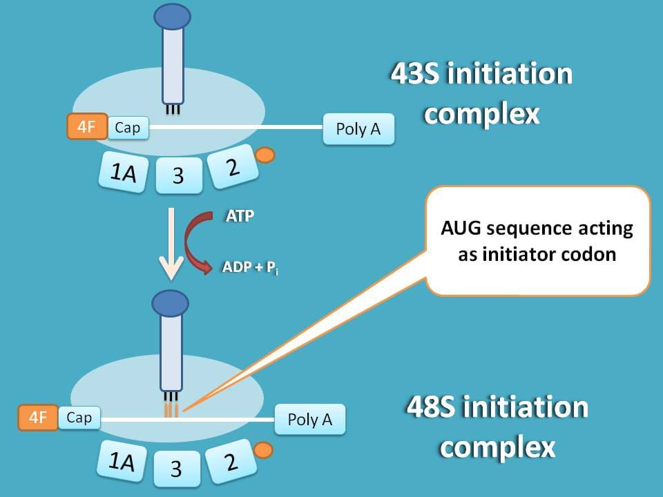 formation of 48S initiation complex