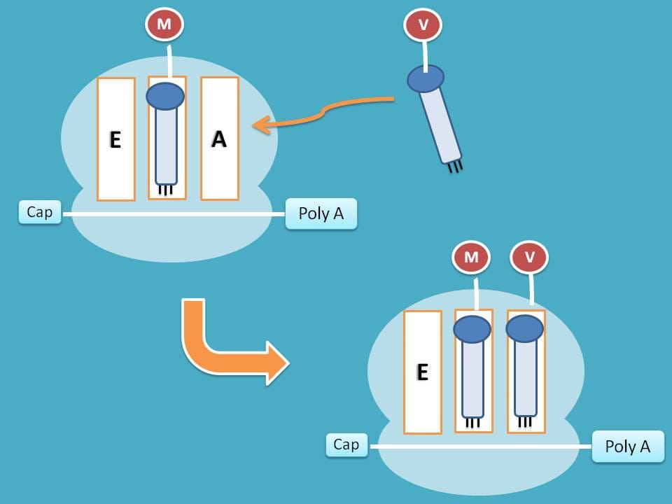 A and P site each with tRNA