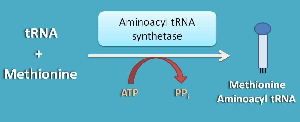 formation of aminoacyl tRNA