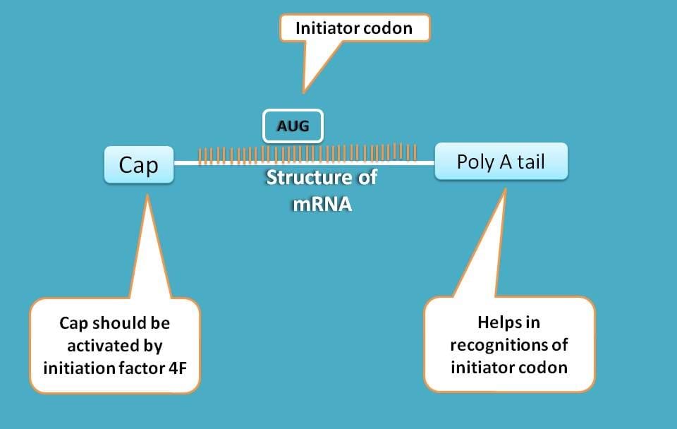 Structure of mRNA with cap and poly A tail