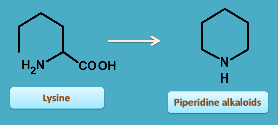 conversion of lysine to piperidine