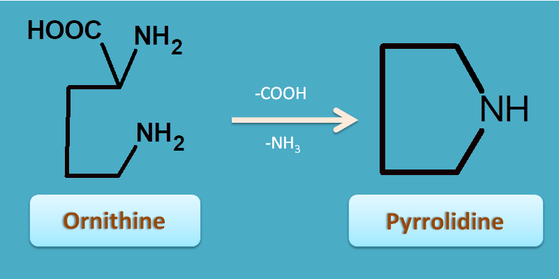 conversion of ornithine to pyrrolidine