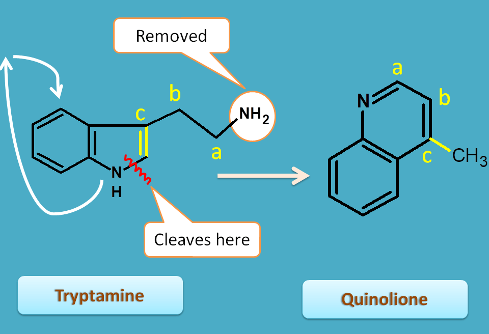 conversion of tryptamine to quinoline